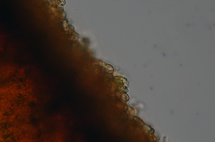 Phellinus nato capovolto - foto 0181 (Ganoderma applanatum)